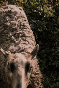 Close-up of horse on field