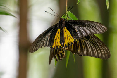 Close-up of butterfly pollinating on flower