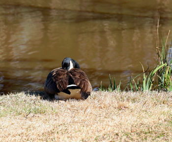 View of bird in lake