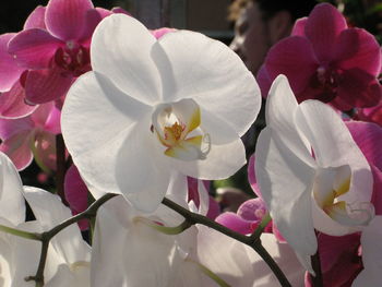 Close-up of pink orchid blooming outdoors