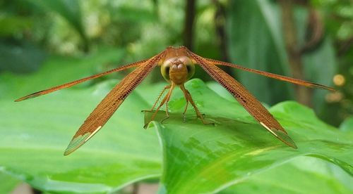 Close-up of dragonfly on leaf