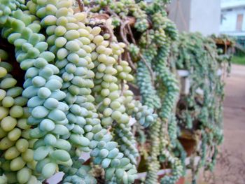 Close-up of fruit