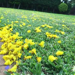 Close up of yellow flowers blooming in field