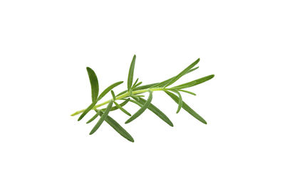 Close-up of plant against white background