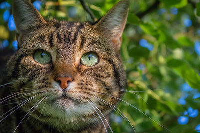 Close-up portrait of cat