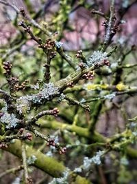 Close-up of plant