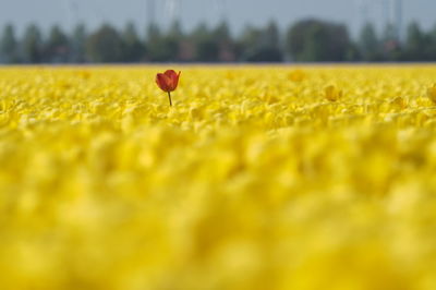 Close-up of flower on field