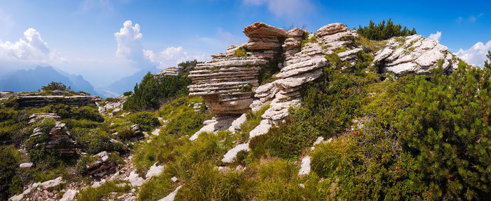 Plants growing on rock against sky