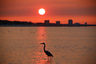 Silhouette bird by sea against sky during sunset