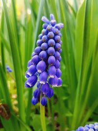 Close-up of purple flowering plants