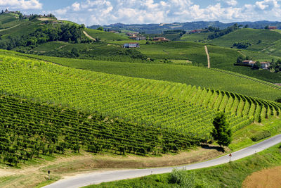 Scenic view of agricultural field