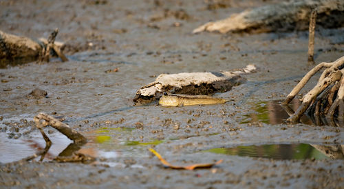 Mudskipper on mud in a serene mangrove swamp. biodiverse ecosystem. coastal ecosystem. biodiverse