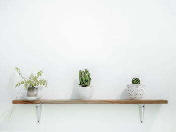 Potted plant on table against white wall