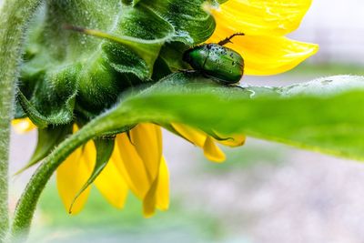 Close-up of yellow flowers