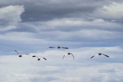 Birds flying against sky