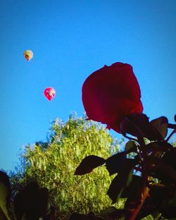 Low angle view of flowers against clear blue sky