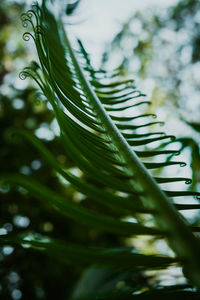 Close-up of fresh green plant