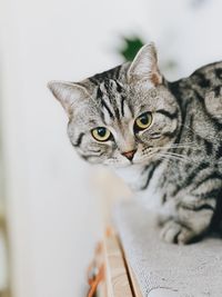 Close-up portrait of tabby cat