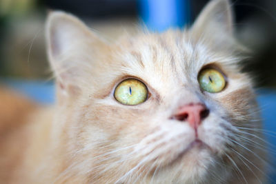 Close-up portrait of cat