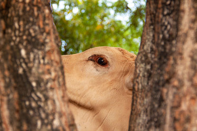 Close-up of a tree trunk