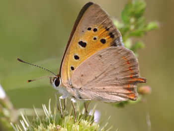 Close-up of butterfly perching on plant