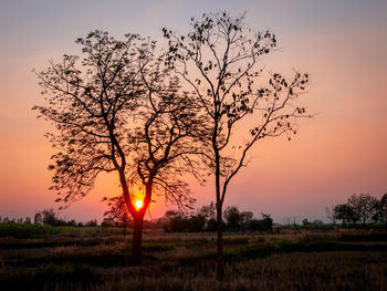 Tree on field against sky during sunset