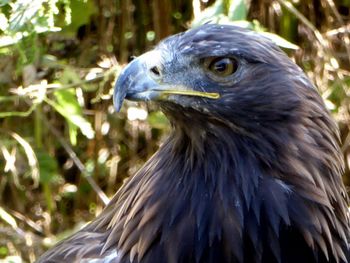 Close-up of eagle