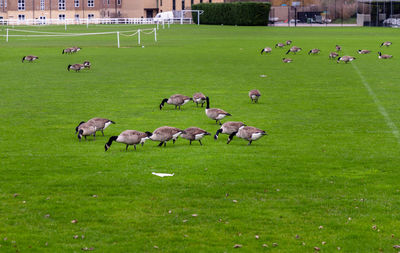 High angle view of sheep on grassy field