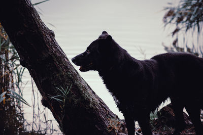 Black dog on a tree