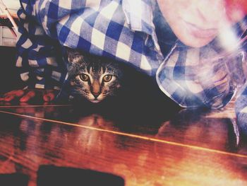 Close-up portrait of cat