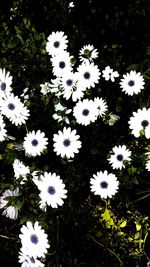 Close-up of white flowers blooming