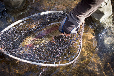 A fly fisherman holds a large rainbow trout in his net.