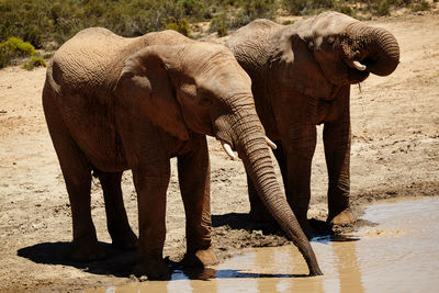 indian elephant