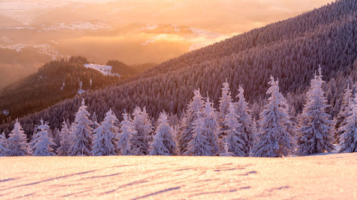 Pine trees on field against sky during sunset