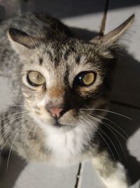 Close-up portrait of a cat