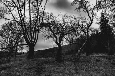 Bare trees on field against sky