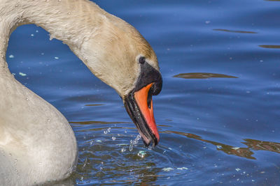 Close-up of swan swimming in lake