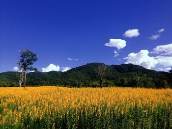 Yellow flowers blooming on field against blue sky