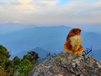 Squirrel on rock against sky