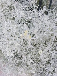 Full frame shot of snow on plants