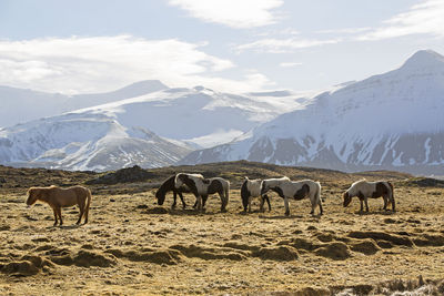 Herd of icelandic horses in front of snowy mountains in spring