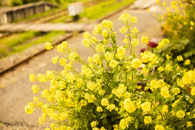 Close-up of yellow flowering plant in field