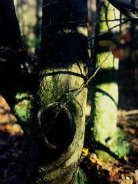 Close-up of moss growing on tree trunk