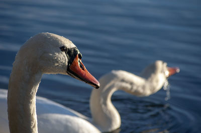 Portrait of the head of a swan eating food on the shore