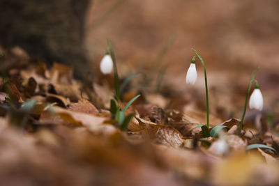 Close-up of flowers on field