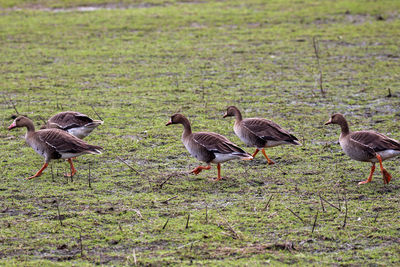 Geese on field