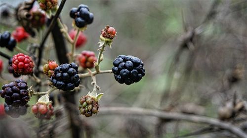 Close-up of berries on plant