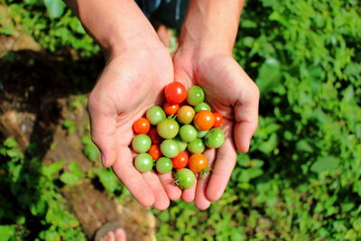 Cropped hands holding tomatoes