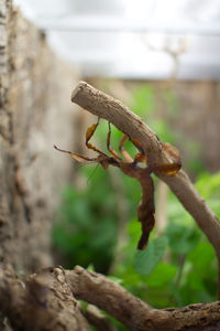 Close-up of insect on tree