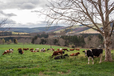 Cows grazing in a field